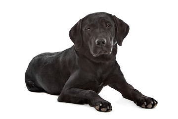 Image showing Black Labrador