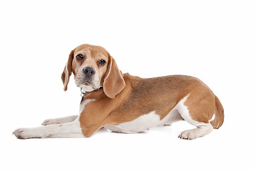 Image showing Beagle