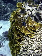 Image showing Underwater Scene of Great Barrier Reef