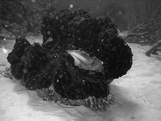 Image showing Underwater Scene of Great Barrier Reef