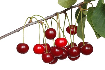 Image showing Cherries