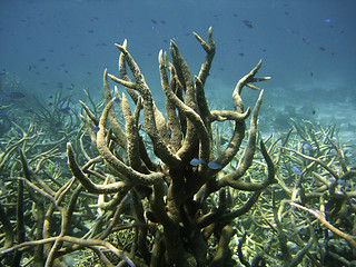 Image showing Underwater Scene of Great Barrier Reef