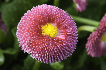 Image showing Flowers on a Cannes Garden