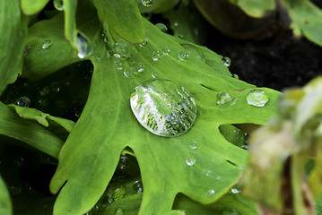 Image showing Flowers on a Cannes Garden