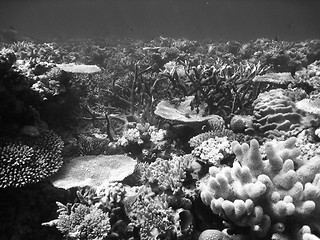 Image showing Underwater Scene of Great Barrier Reef