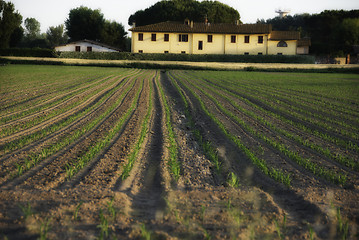 Image showing Cornfield in Tuscany Countryside