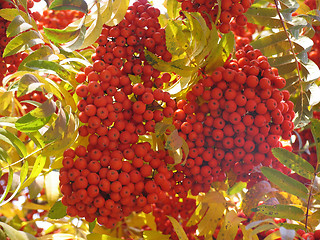 Image showing Autumn ashberry