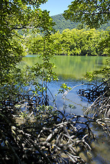 Image showing Mossman Gorge in Queensland, Australia