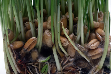 Image showing Growth wheat