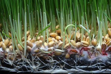 Image showing Growth wheat