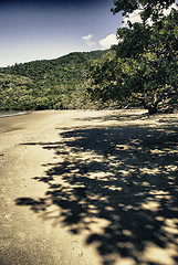 Image showing Vegetation and Colors of Cape Tribulation, Queensland