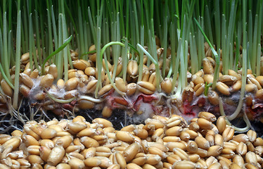 Image showing Growth wheat