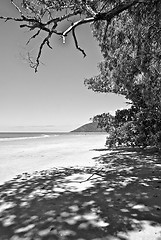 Image showing Beach of Daintree, Queensland