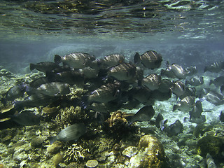 Image showing Underwater Scene of Great Barrier Reef