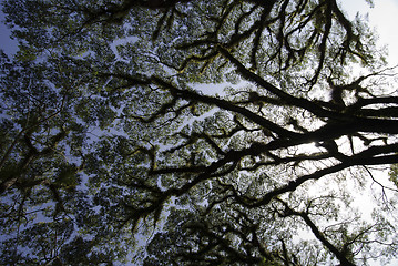 Image showing Textures of Bearded Mossman Trees, Australia