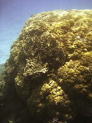 Image showing Underwater Scene of Great Barrier Reef