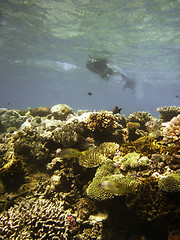 Image showing Underwater Scene of Great Barrier Reef