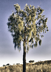 Image showing Australian Outback Exploration