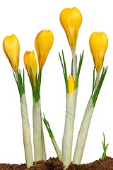 Image showing Crocuses