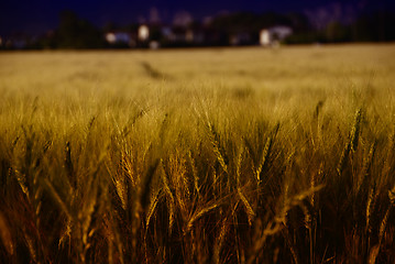 Image showing Cornfield in Tuscany Countryside