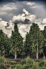 Image showing Teak Plantation of Queensland, Australia