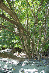 Image showing Daintree National Park, Australia