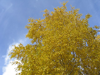 Image showing Golden autumn