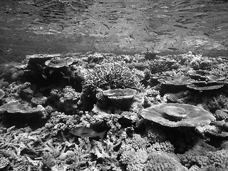 Image showing Underwater Scene of Great Barrier Reef