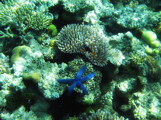 Image showing Underwater Life of Great Barrier Reef