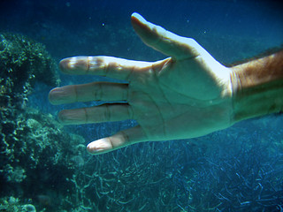 Image showing Underwater Life of Great Barrier Reef