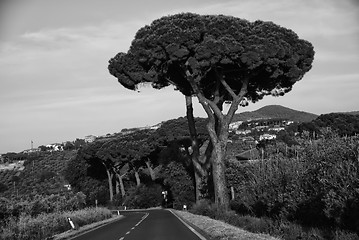 Image showing Tuscan Countryside