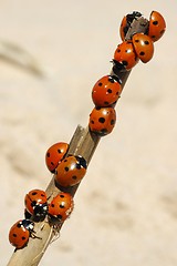 Image showing Ladybirds