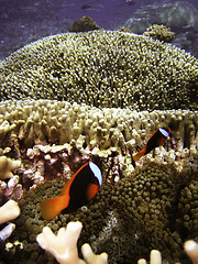 Image showing Nemo Fish on the Great Barrier Reef