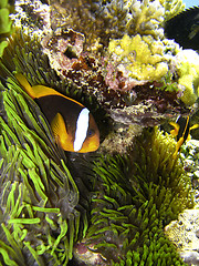 Image showing Nemo Fish on the Great Barrier Reef
