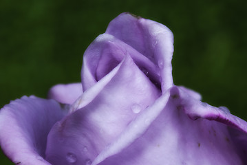 Image showing Wet Purple Rose