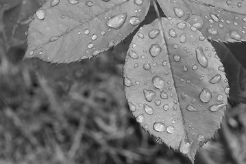 Image showing Wet Leaves 