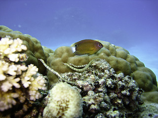 Image showing Underwater Scene of Great Barrier Reef