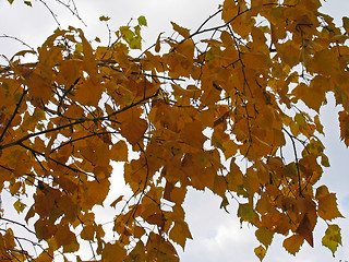 Image showing Autumn birch leaves