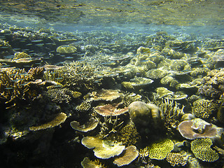 Image showing Underwater Scene of Great Barrier Reef