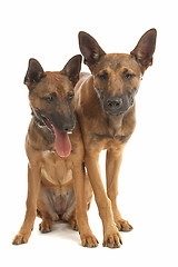 Image showing two Belgian Shepherd Dog (Malinois)puppies