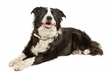 Image showing black and white border collie