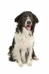 Image showing border collie sheepdog