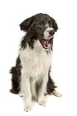 Image showing border collie sheepdog