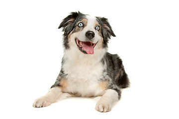 Image showing border collie sheepdog