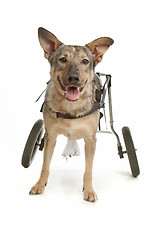 Image showing dog in a wheelchair