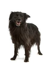 Image showing Pyrenean Shepherd or Pyrenees Sheepdog