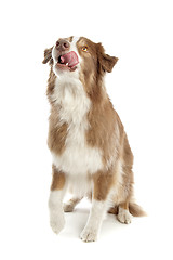 Image showing Australian Shepherd