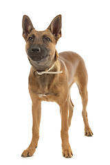 Image showing Belgian Shepherd Dog Malinois puppy