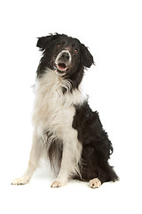 Image showing border collie sheepdog