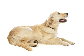 Image showing Golden Retriever